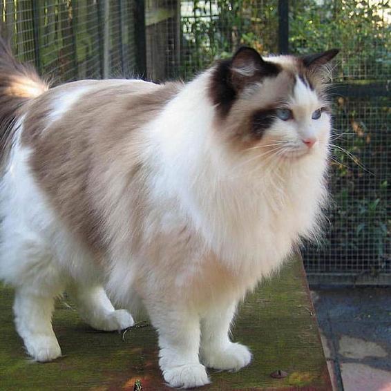 KUCING RAGDOLL