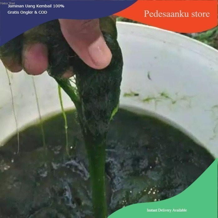 Lumut pancing lumut alge²hidup telaga air danow tawar 200 #fyp