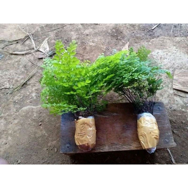 tanaman hias suplir daun kecil