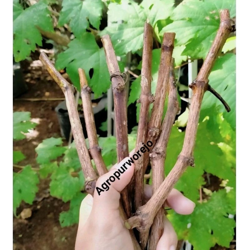Jual Cutting/Rootstok Anggur Isabela/Red Master Fresh stok sesuai etalase