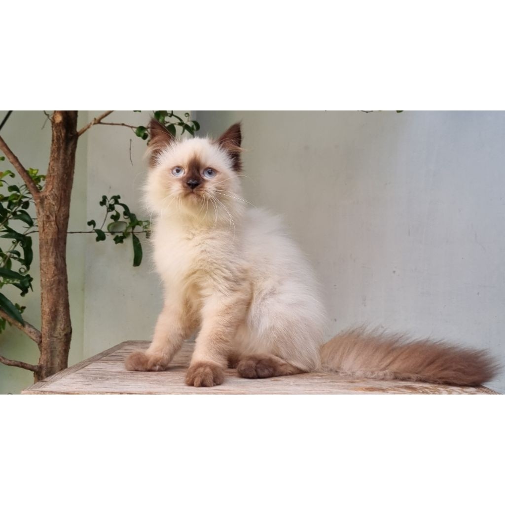 Kucing Persia Medium Jantan 3 Bulan Himalaya Seal Point