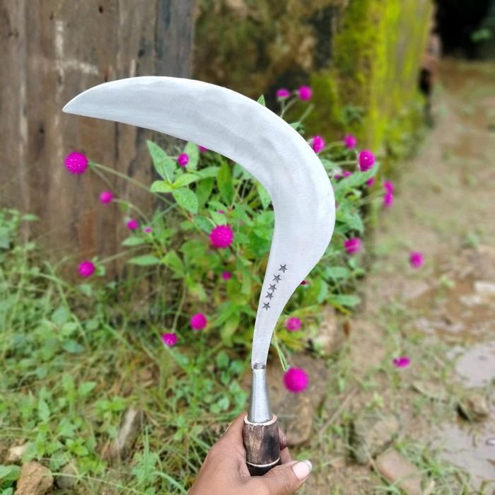 SABIT RUMPUT BINTANG 5 ASLI MADURA - BESAR - BESAR