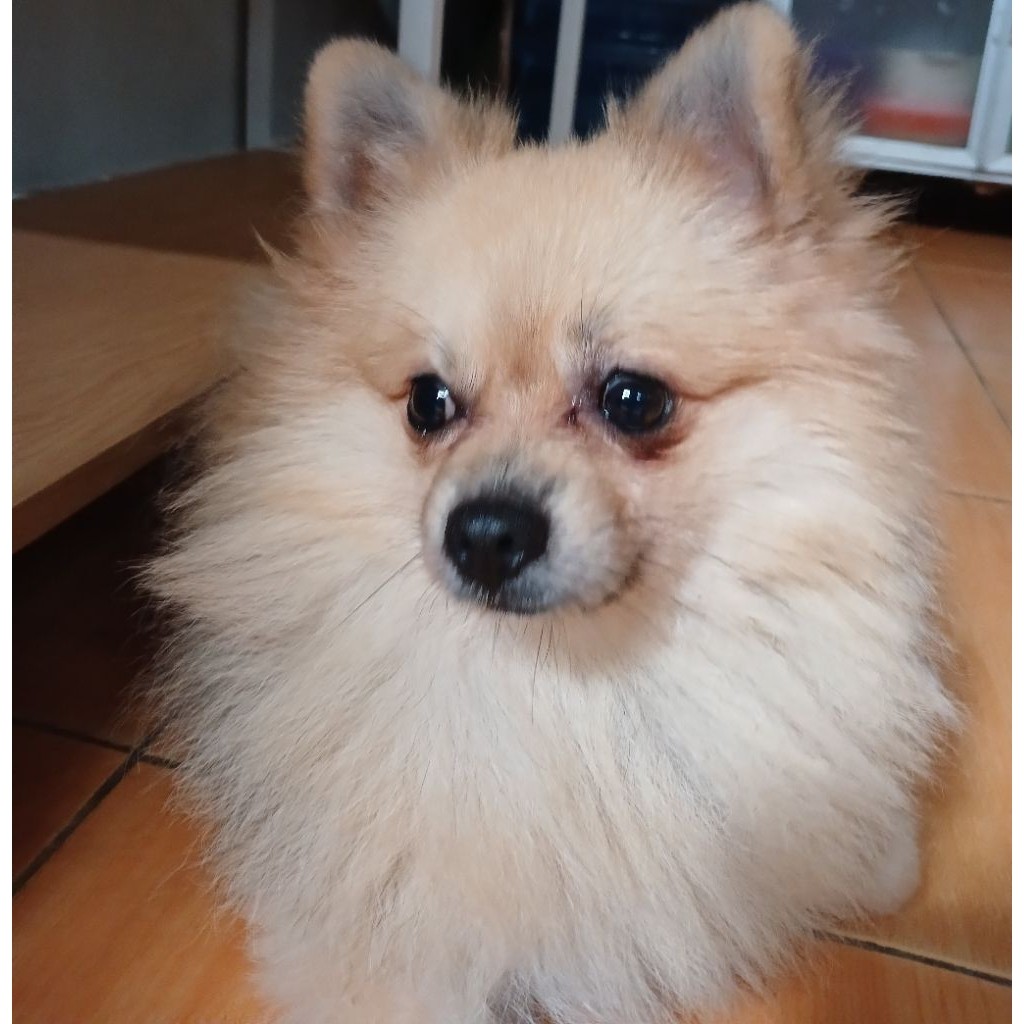 anjing minipom jantan non stmb