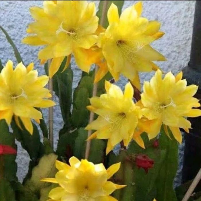 Tanaman Wijaya Kusuma Bibit wijaya kusuma bunga kuning