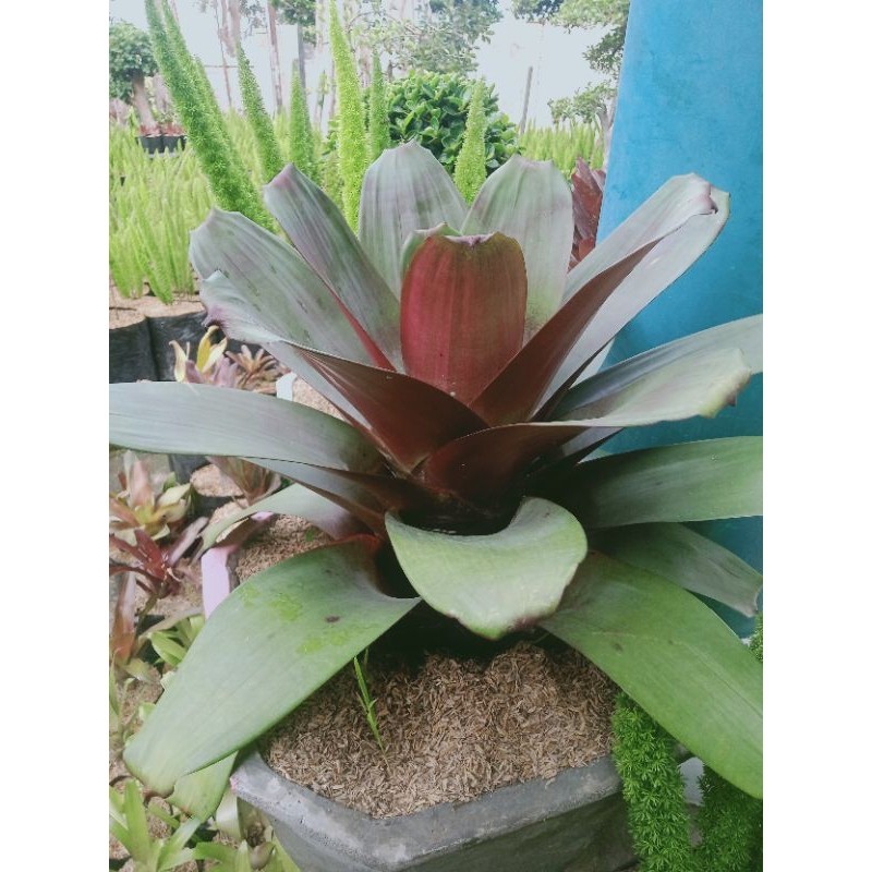 bibit bromelia giant merah