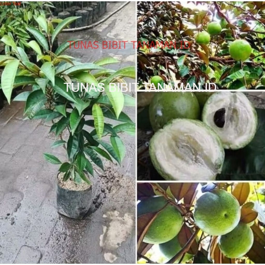 Bibit Tanaman Kenitu Ungu Jumbo Super Murah