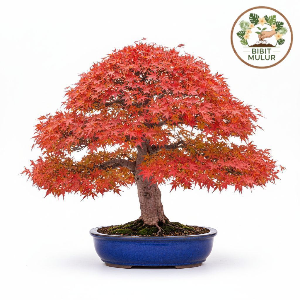 Tanaman Hias Red Maple/ Red Panama, Bahan Bonsai Red Maple/ Panama