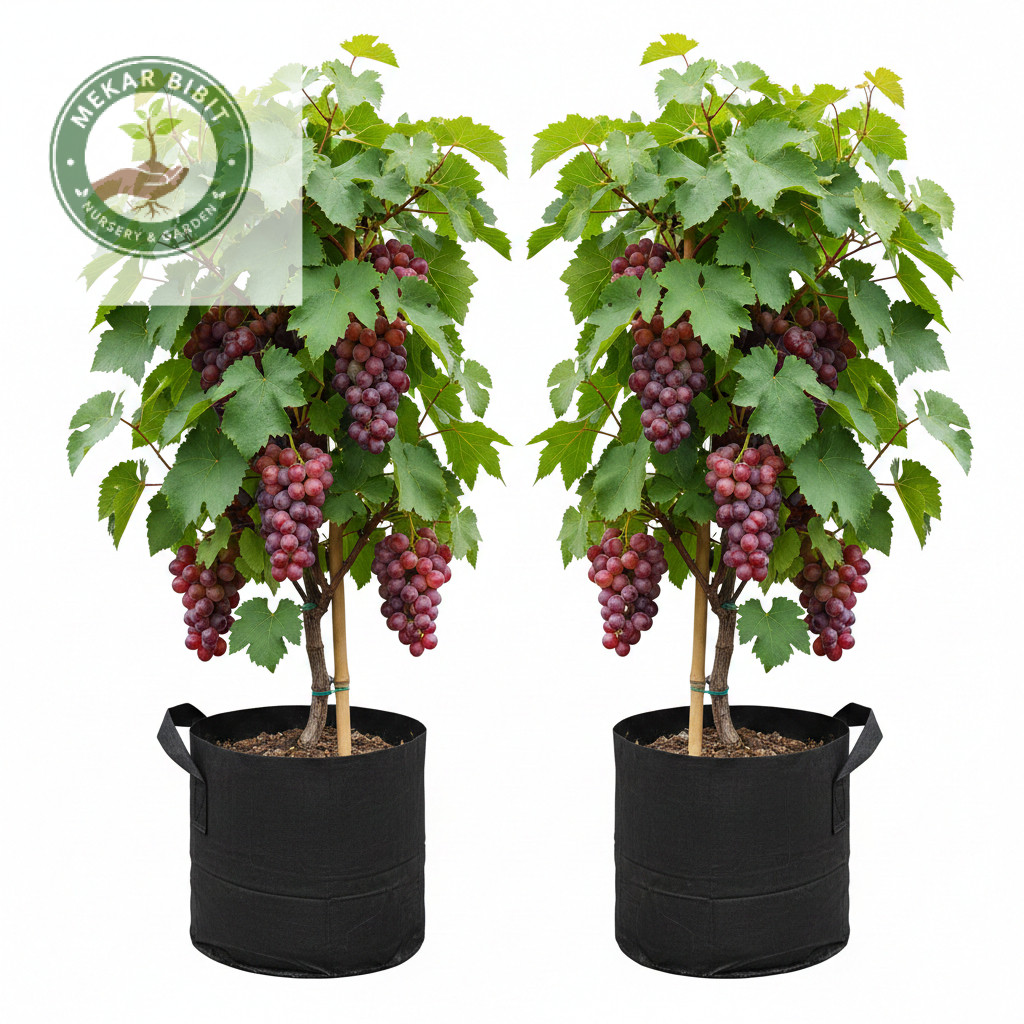 BIBIT ANGGUR MERAH MANIS GENJAH