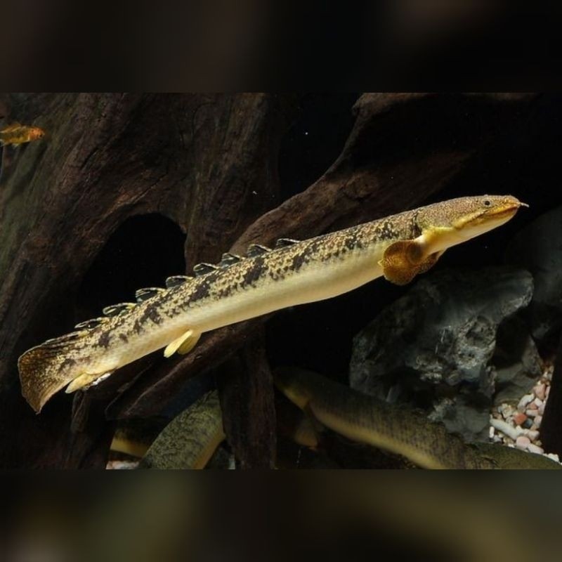 Ikan Hias Palmas Endlicheri Palmas Albino Palmas Senegalus Ikan Naga Batik Naga Albino Naga Abu Size