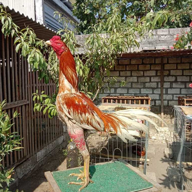 Telur Fertil Ayam Plucker Petarung
