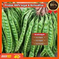 BIBIT PETAI JUMBO UNGGULAN