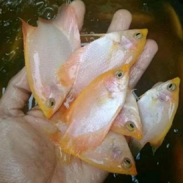 gurame padang albino size 6-7 cm prekor
