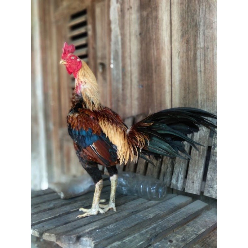 Telur Fertil Ayam Aduan Mangon iq, Pama iq berkualitas