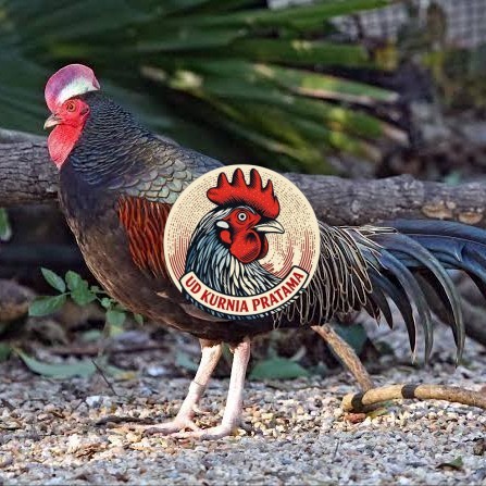 Telur ayam hutan x jawa / telur ayam hias / telur fertil siap kirim UD KURNIA PRATAMA