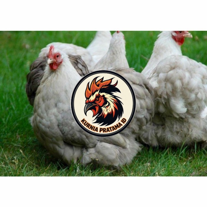 Telur ayam hias bantam chocin fertil siap ditetaskan - bantam chocin KURNIA PRATAMA ID