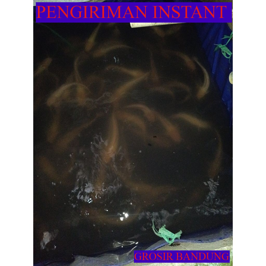 Bibit ikan lele albino konsumsi hidup per KG  GROSIR BANDUNG