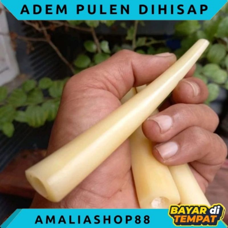 once pipa tulang unta adem pulen super