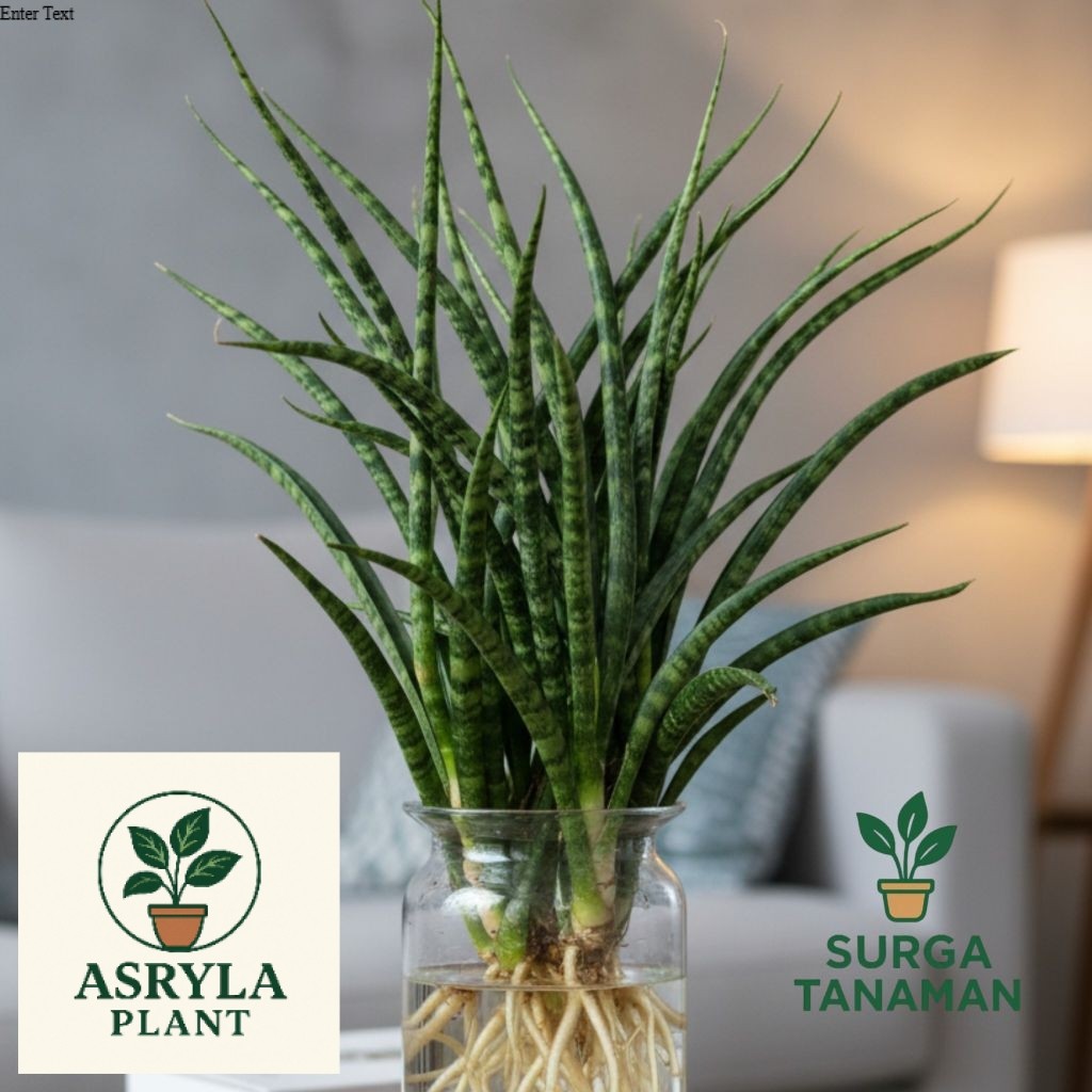 (PROMO) Tanaman media air sensivera fernwood - tanaman sansiveira fernwood original - tanaman pember