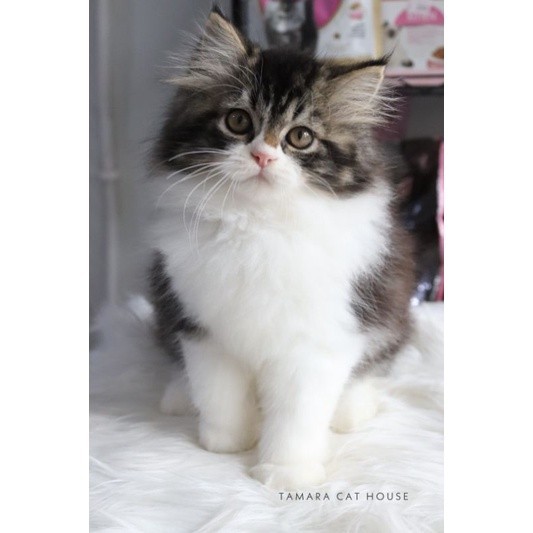 KUCING PERSIA MAINCOON NORWEGIAN BY TAMARA CAT HOUSE