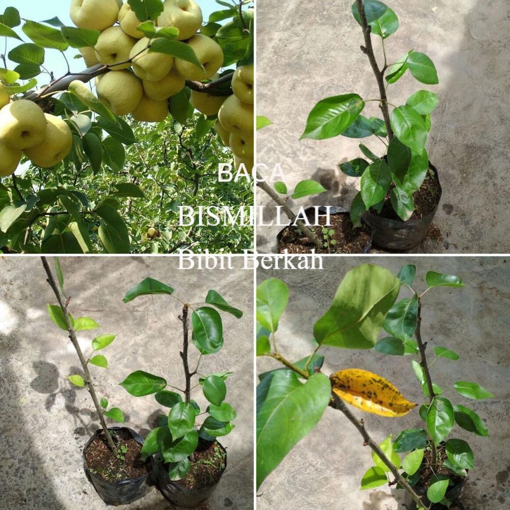 Bibit Tanaman Buah Pir Cangkok