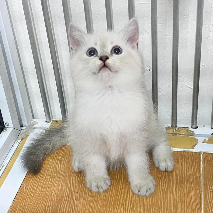 Kucing british shorthair silver point blue eyes mixbreed