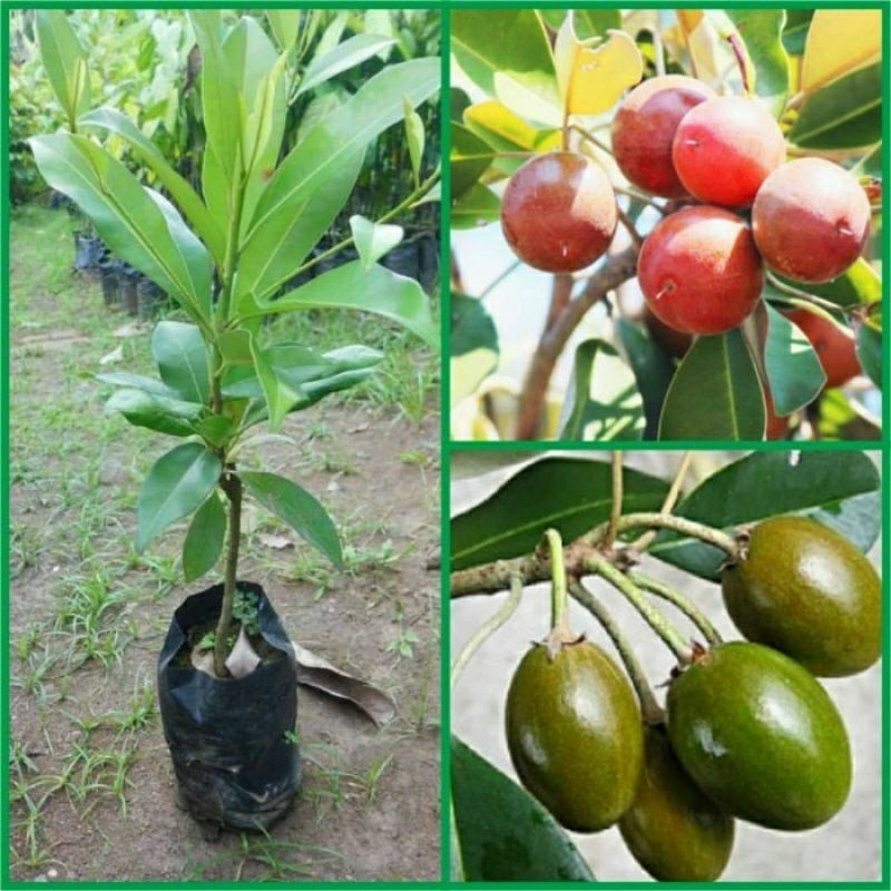 Bibit Sawo Kecik Langka. Asli Tanaman Super Genjah Cepat Berubah...