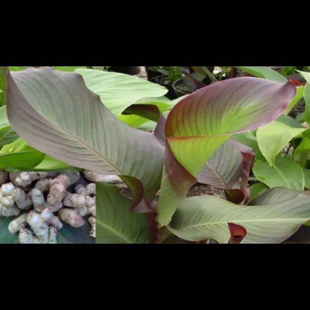 Bibit umbi ganyong merah tanaman ganyong