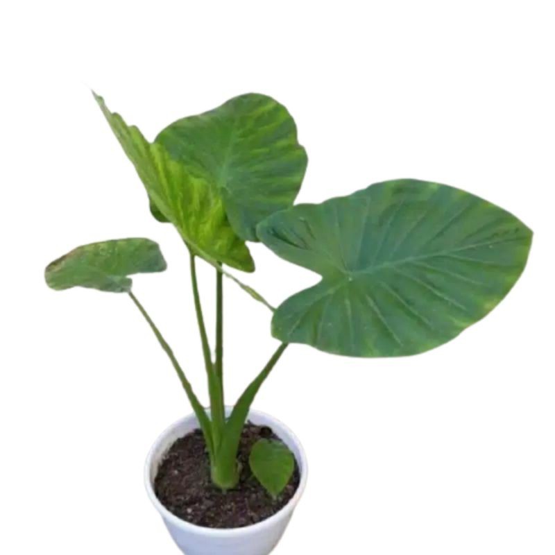 talas hijo sente hutan