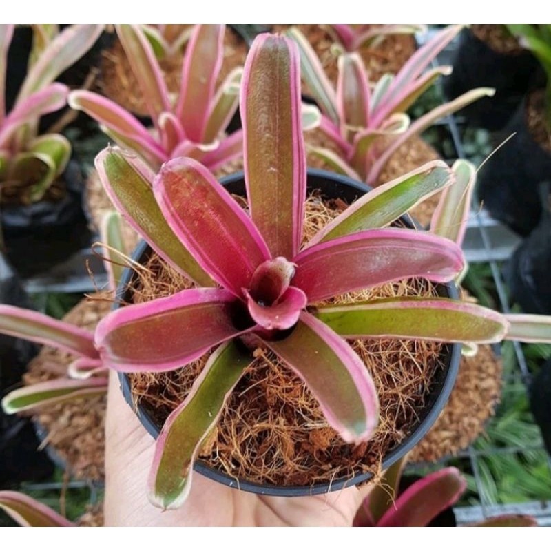 Tanaman bromelia tricolor - bromelia garis pink hijau putih - bunga taman