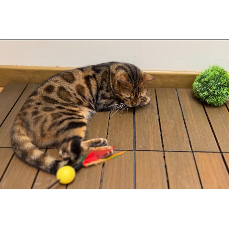 kucing bengals jantan