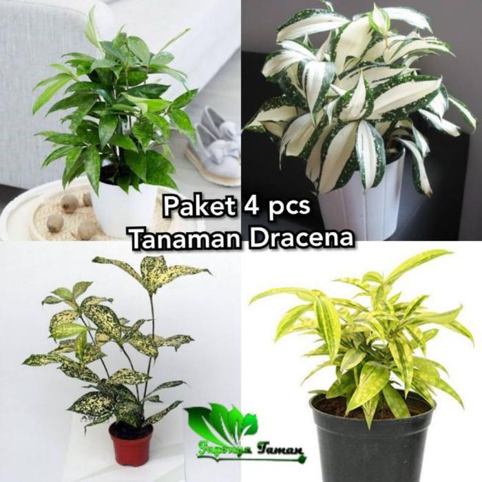 paket 4 tanamanhias dracena - tanaman dracena, dracena florida,dracena milky,dracena hijau,dan drace