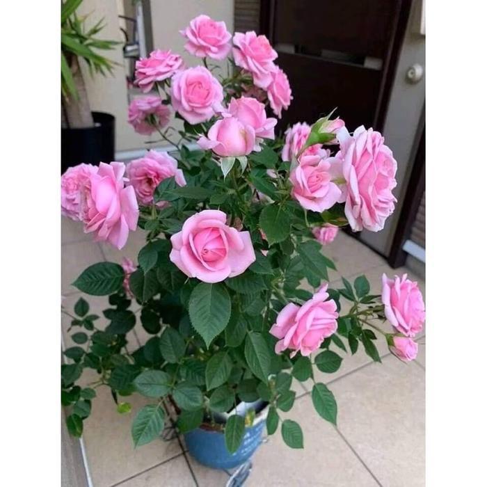 BIBIT MAWAR HOLLAND PINK - BUNGA MAWAR