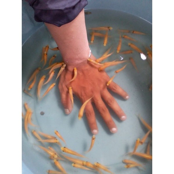 ikan terapi nilem lemon size 3-4cm  paketan isi 100ekor