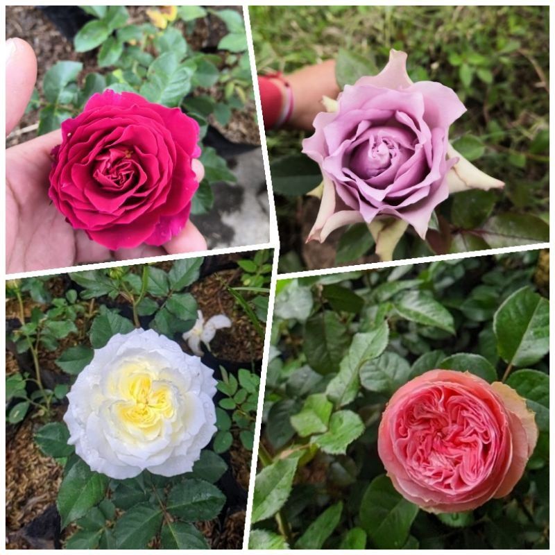 Tanaman hias Mawar import paket 4 Tanaman hias mawar import