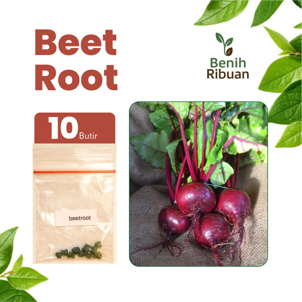 BENIH JAYA - Benih Buah Bit Merah Super Benih Beetroot Unggul Bibit Umbi Merah Berkualitas