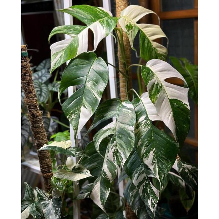 Monstera Epipremnum Pinantum Varigata Putih - Tanaman hias monstera - monstera varigata - epip varig
