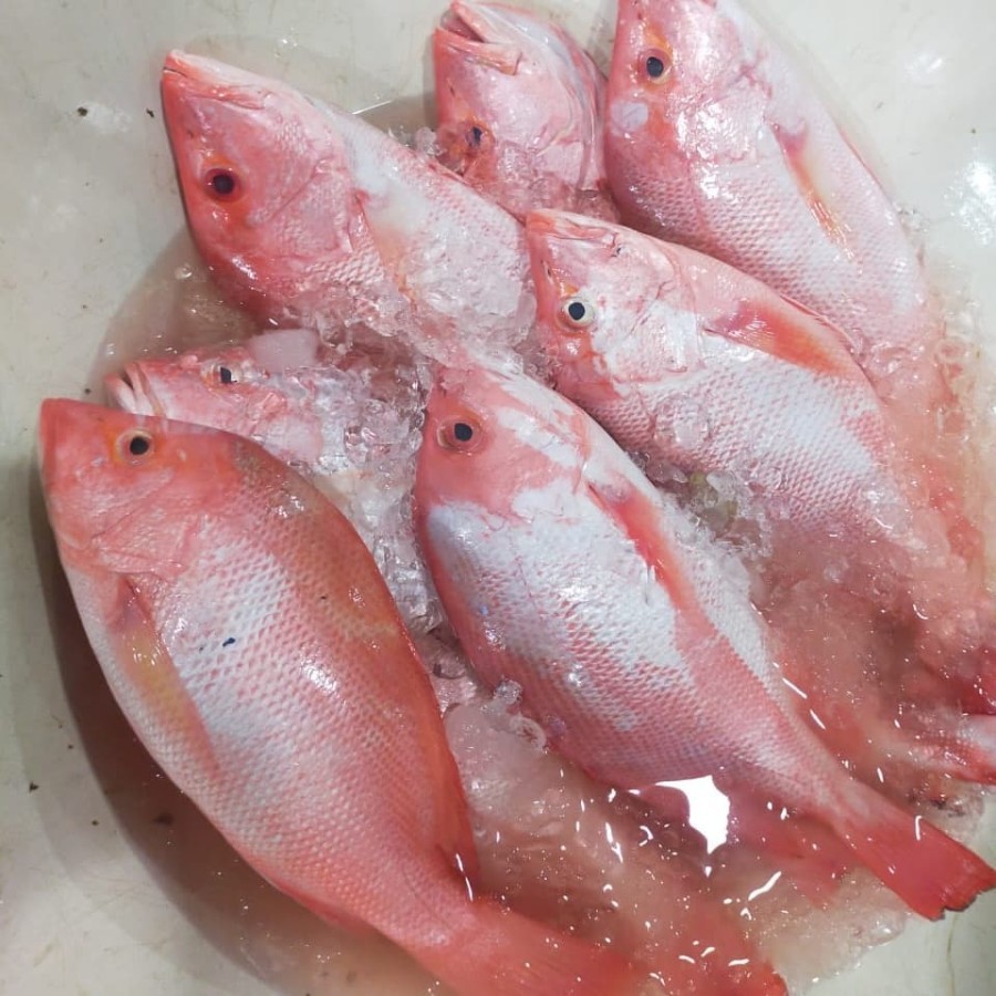 Ikan Kakap Merah Segar 1 Kg | Fresh Seafood Hasil Laut | Kakap Merah Utuh Berkualitas Premium | Ikan