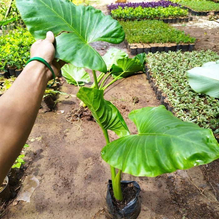 Pohon Sente Hijau - Tanaman Sente Hijau - Sente Hijau Lompong By CAH FLORA