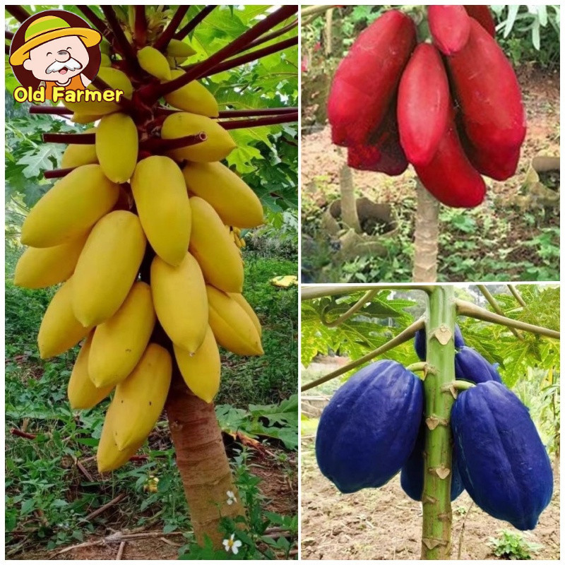 Sweet Dwarf Papaya benih (High Germination, 30pcs) Fresh Bonsai Papaya Plant Seeds for Garden Balcon