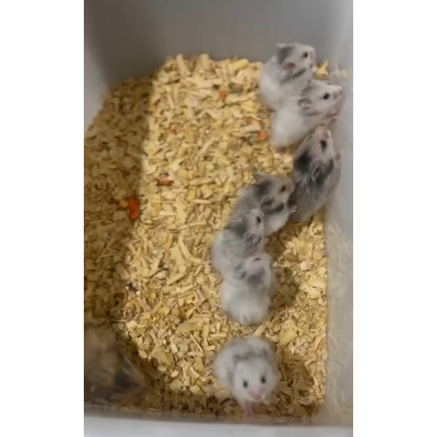 Hamster Syarian Hewan Lucu Mainan Anak Jinak
