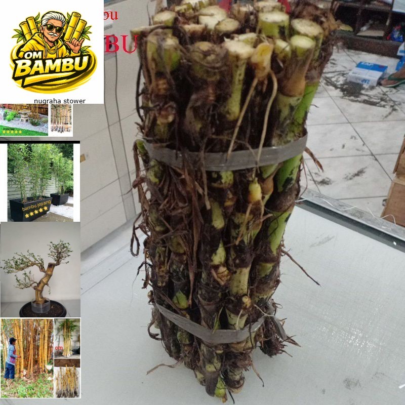 bibit rumput odot super isi 1kg (harga kiloan)