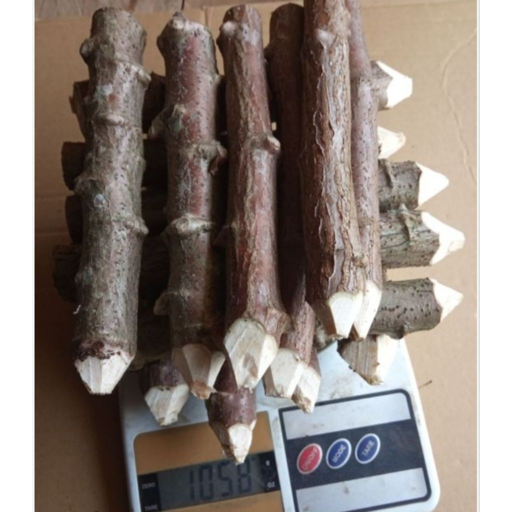 Batang pohon singkong merah isi (6) jumbo siap tanam di jamin cepat tumbuh subur