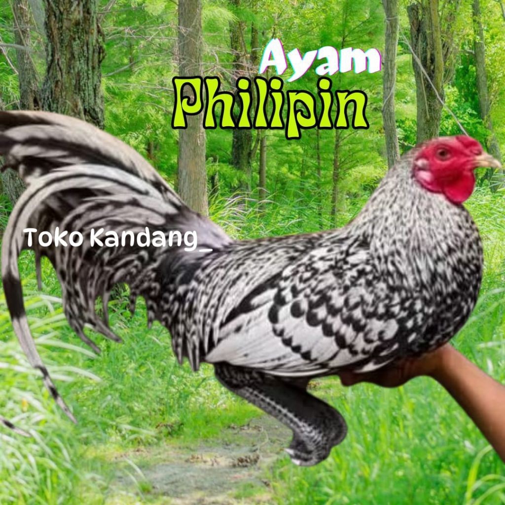 TELUR AYAM PHILIPIN ASLI PETARUNG UNTUK DITETASKAN