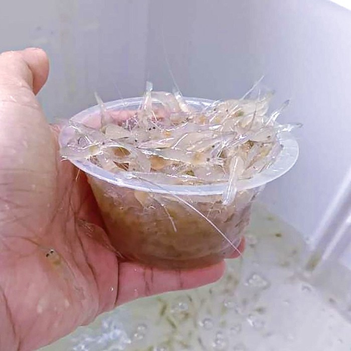 Pakan Udang Sawah Hidup Per Cup / Pakan Hidup Ikan Predator