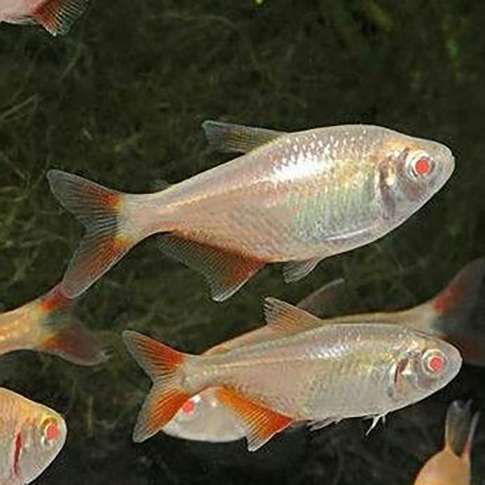 Buenos Aires Tetra Albino / Ikan Hias Aquascape