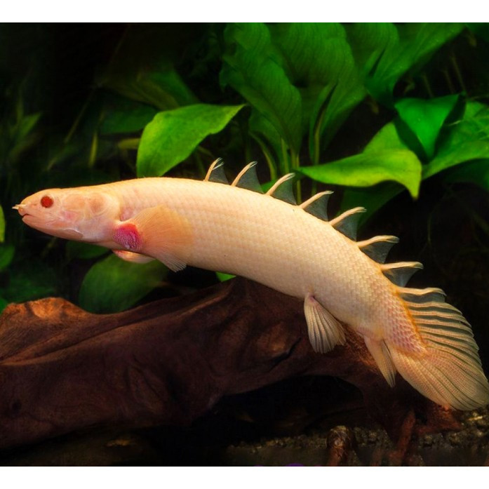Albino Palmas - Naga Air Tawar / Ikan Predator / Ikan Hias Aquascape