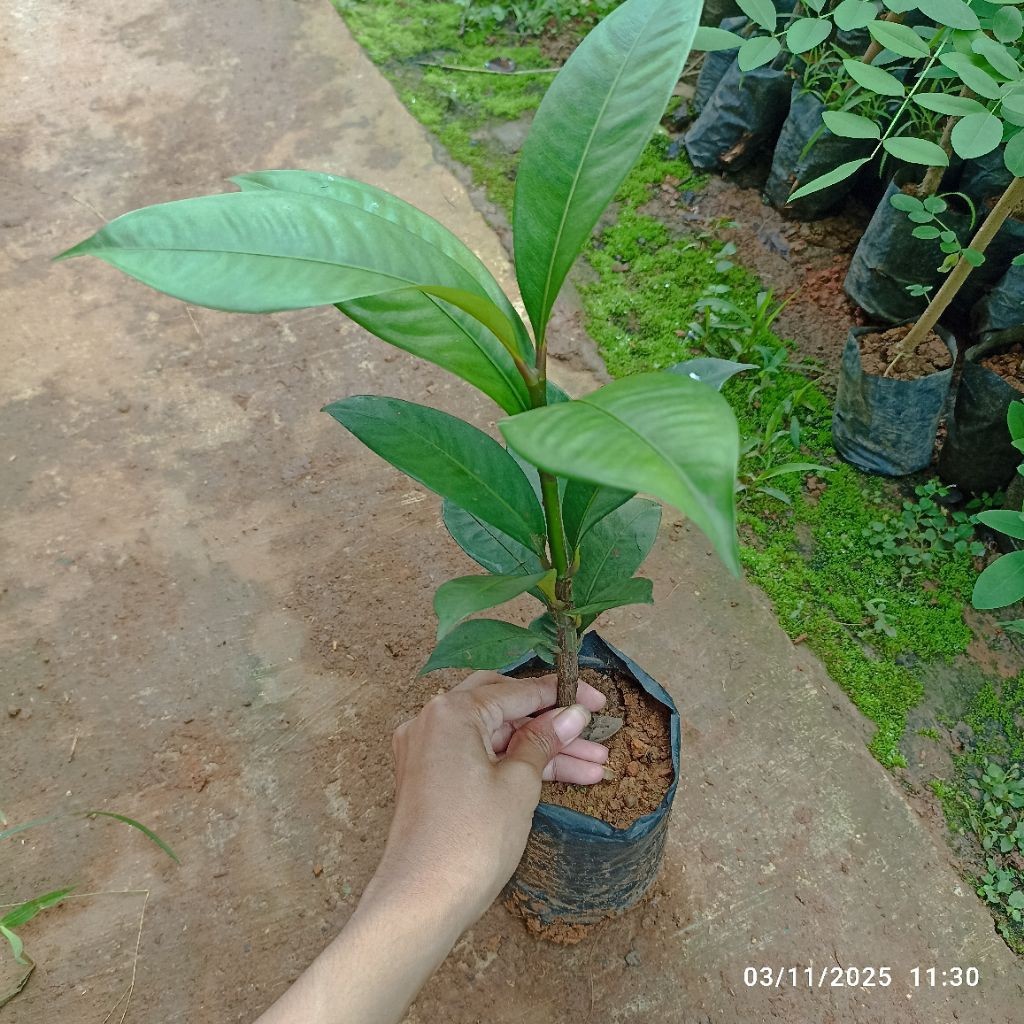 Bibit Manggis Cangkok Garcinia Mangostana L.