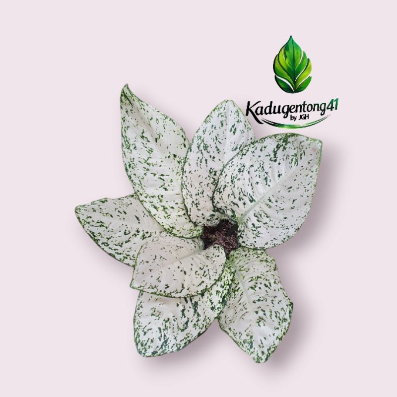 TERBARU Tanaman Hias Aglaonema Big Leaf LETSGO GARDEN