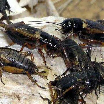 Promo Jangkrik Hidup Hasil Ternak Karungan 1 Kg - Jangkrik Ternak