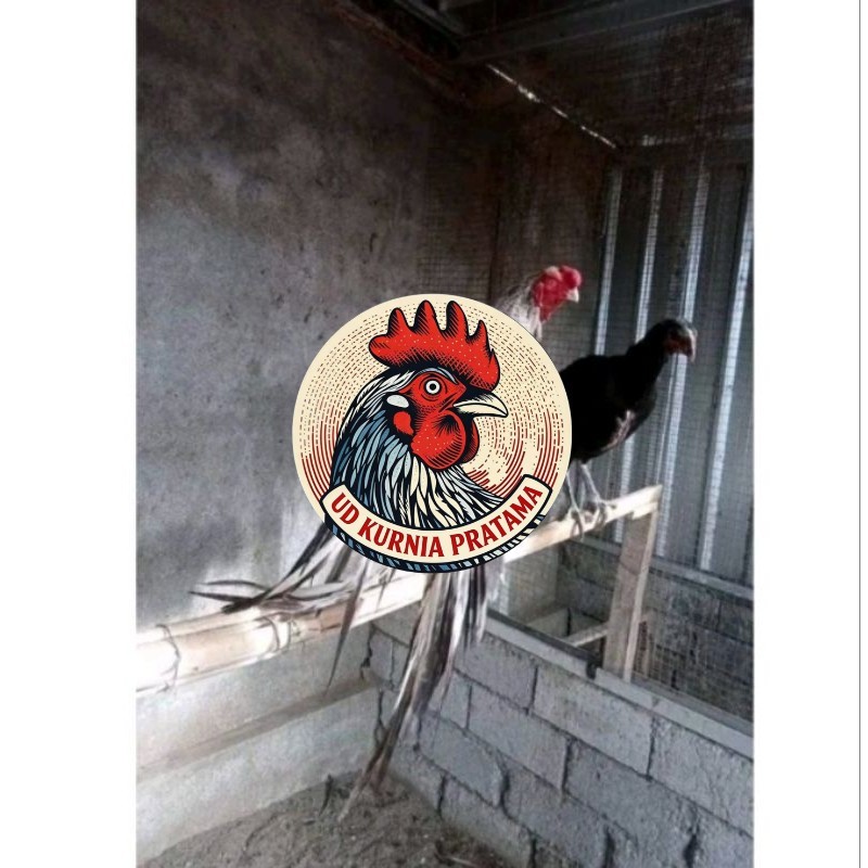 Telor Ayam Bangkok Ekor Lidi Telur Ayam Hias Fertil hanya untuk ditetaskan UD KURNIA PRATAMA